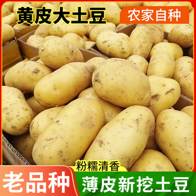 新鲜土豆批发 农家自种马铃薯 产地直供 量大从优 商超餐饮专供
