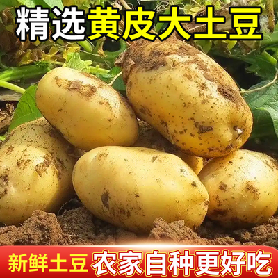 新鲜土豆批发 农家自种马铃薯 产地直供 量大从优 商超餐饮专供