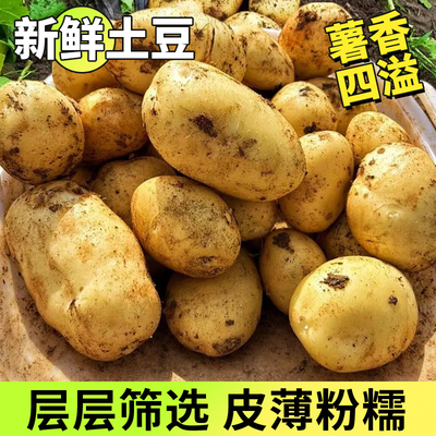 新鲜土豆批发 农家自种马铃薯 产地直供 量大从优 商超餐饮专供