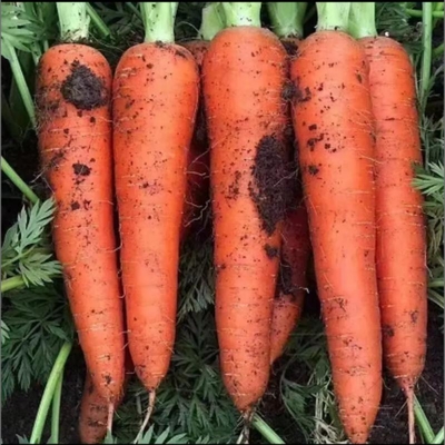 现挖现发新鲜胡萝卜新鲜蔬菜甜红心萝卜生吃水果脆甜萝卜