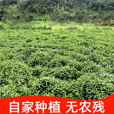 粿草汁仙人仙草龟苓膏新鲜烧仙草草干仙草冻草黑凉粉干粄草