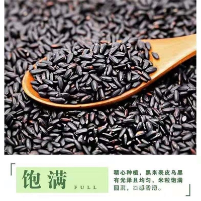 东北黑米糯五常紫米